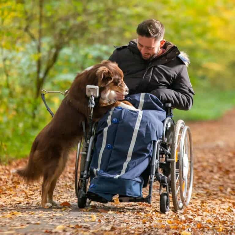 Rolling Buttons Rollstuhldecke beim Einsatz zum Gassigehen im Herbstwald. Der Hund hat die Vorderpfoten auf den Knieen des Rollstuhlfahrers, und wird von ihm gekrault.